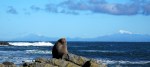 Fur Seal hauls out in Wellington