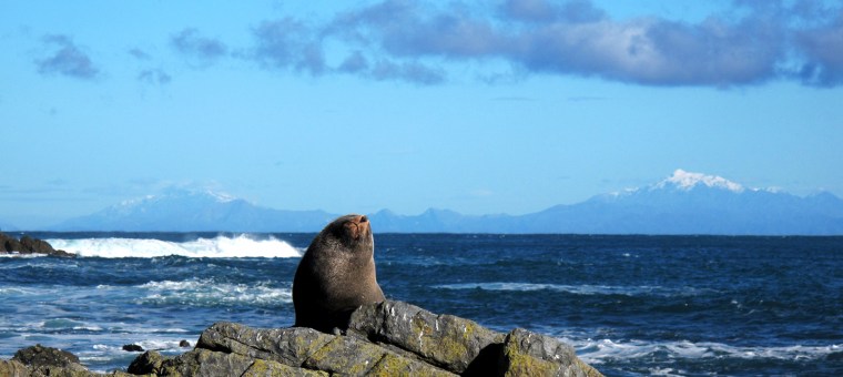 Fur Seal hauls out in Wellington